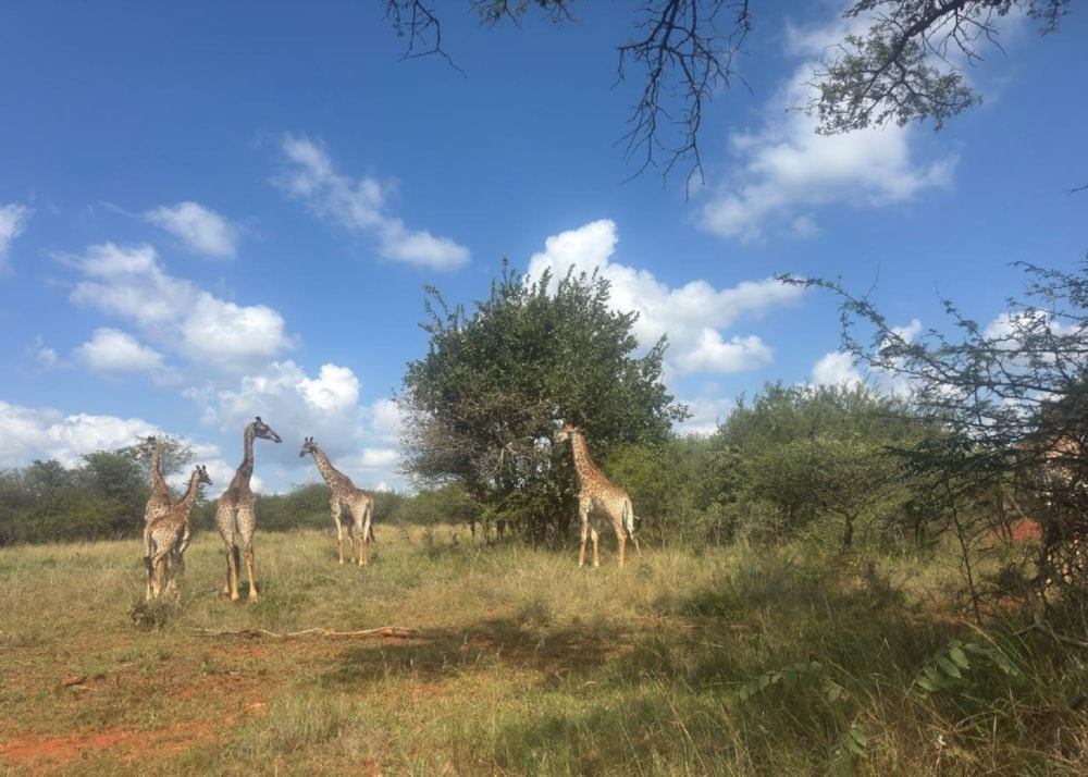 Game farm for sale in Elias Motsoaledi, Limpopo Province - 1MD1737193