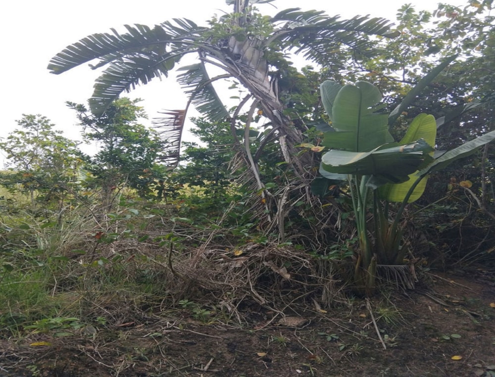 Vacant land for sale in Elysium - 1SI1738228