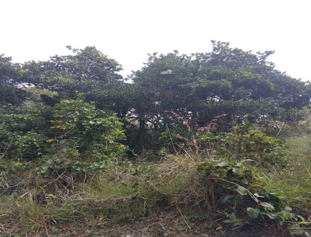 Vacant land for sale in Elysium - 1SI1738228