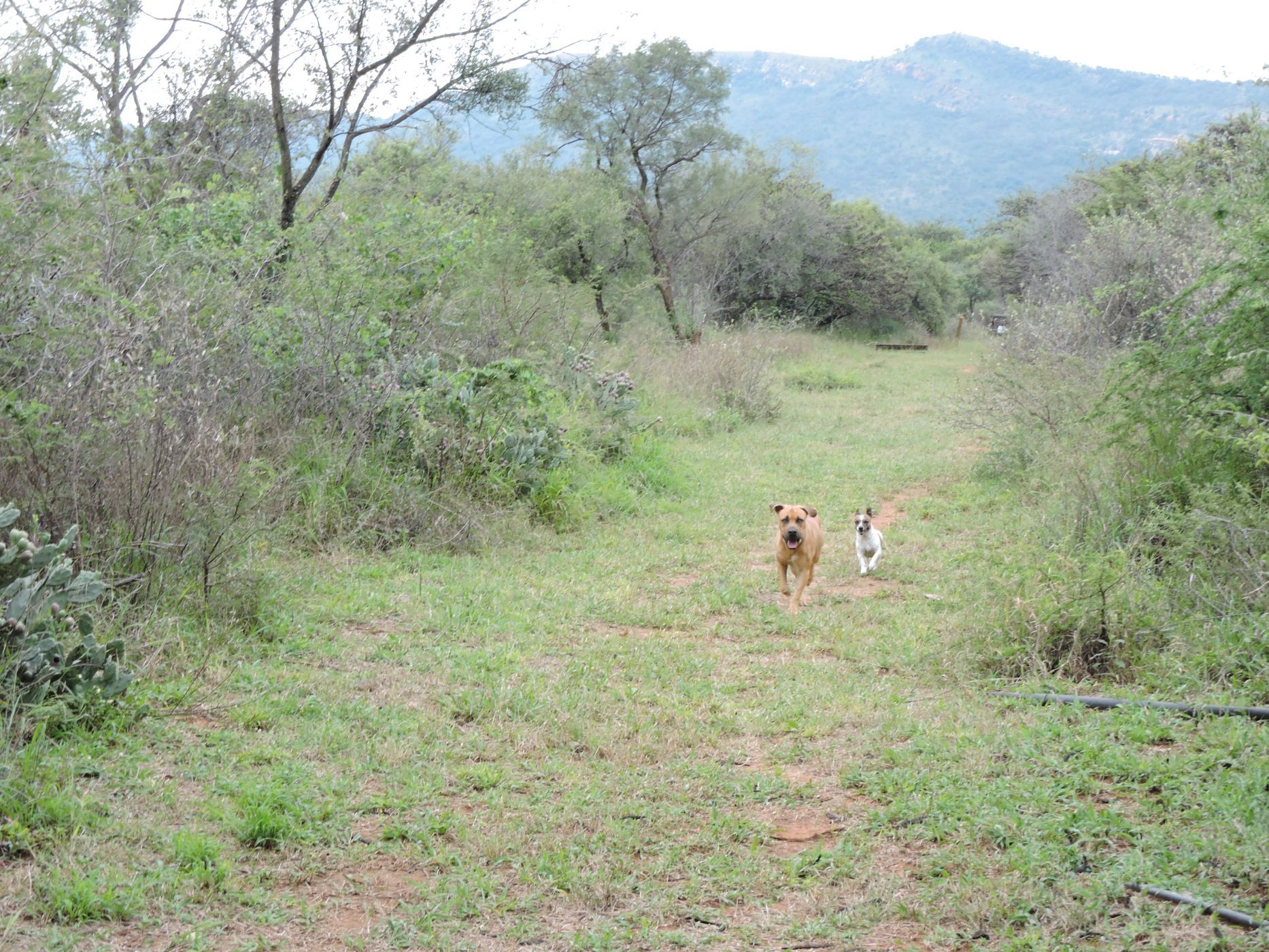 Mixed use farm for sale in Koster - 1RU1738439