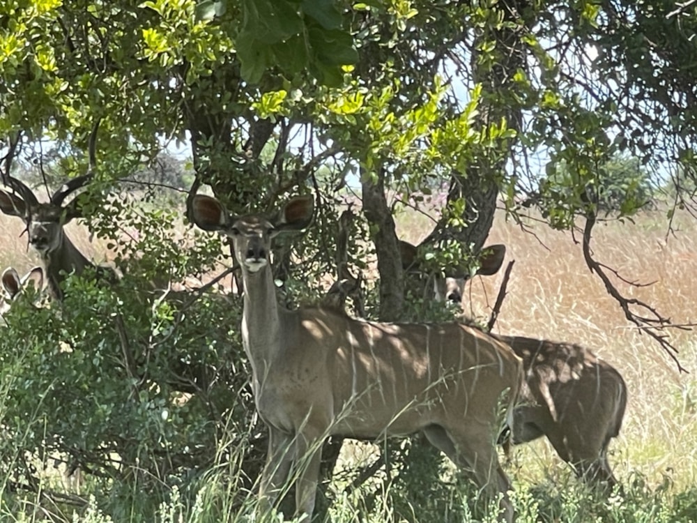 Game lodge for sale in Dinokeng - PT1738466