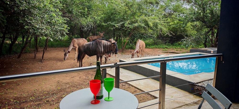 House to rent in Marloth Park - 1NK1734749 House to rent in Marloth Park - 1NK1734749