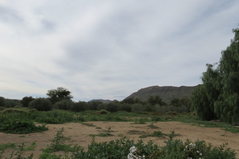 Olive farm for sale in Prince Albert - 1KK1738829