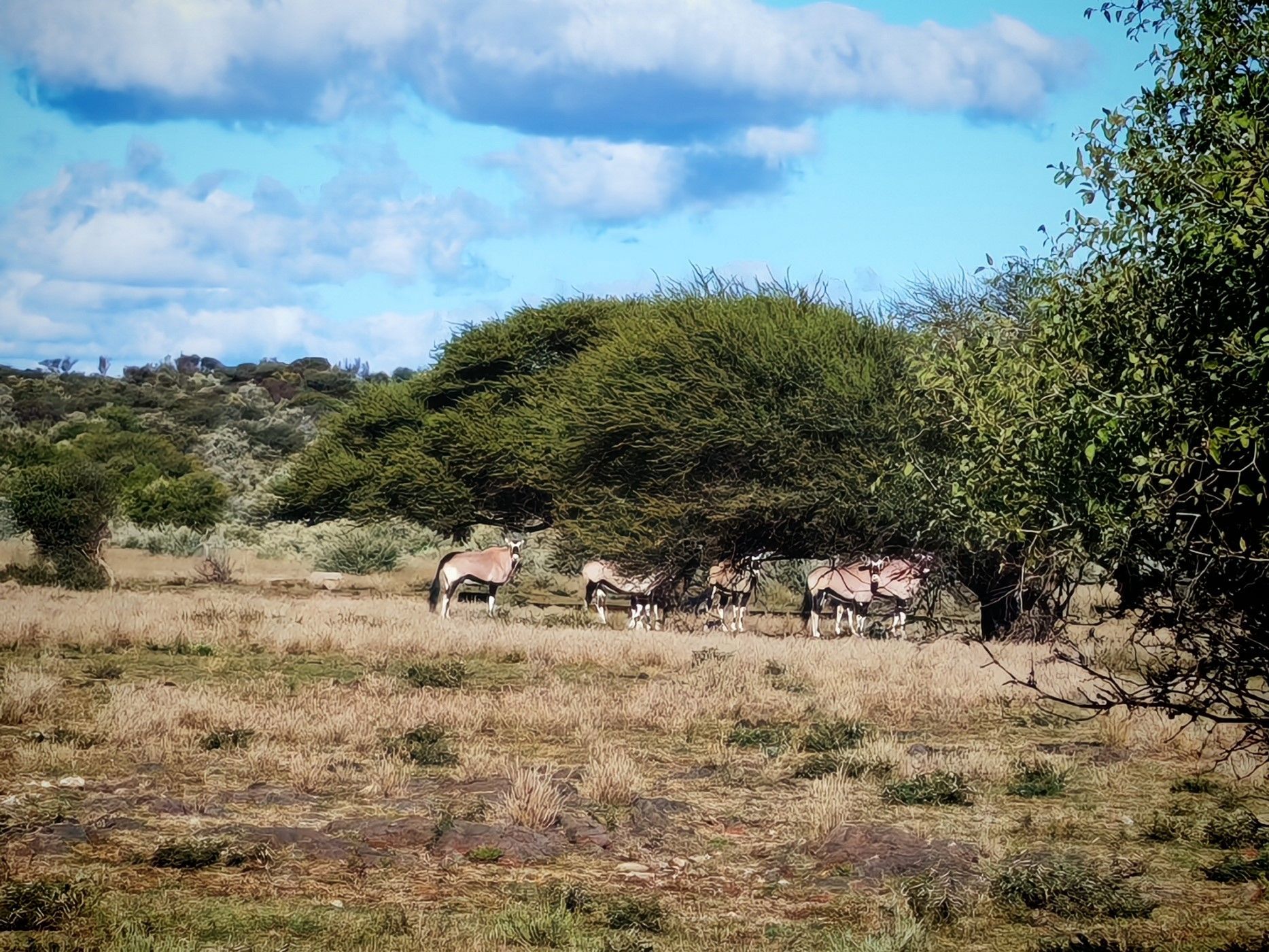 Livestock farm for sale in Griekwastad, Northern Cape - 1KJ1738035