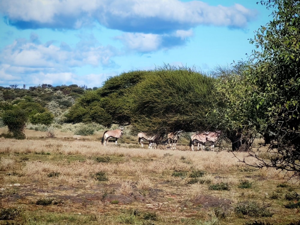 Livestock farm for sale in Griekwastad, Northern Cape - 1KJ1738035
