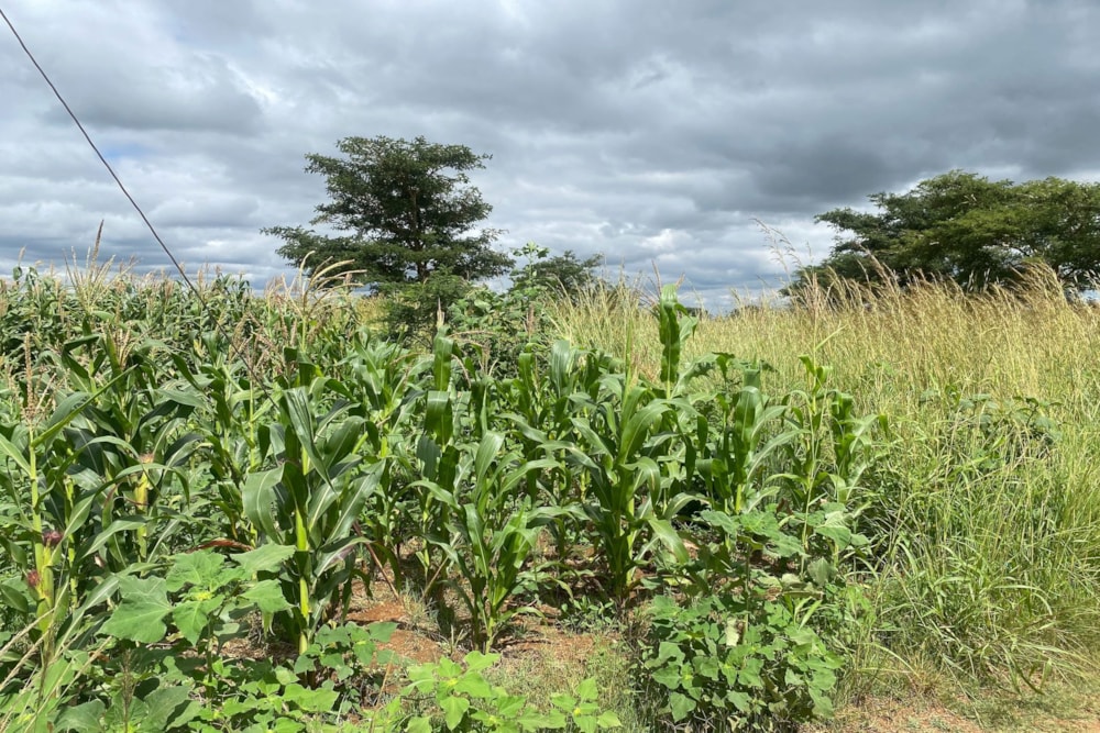 Residential vacant land for sale in Norton, Zimbabwe - 3ZB1738778 Residential vacant land for sale in Norton, Zimbabwe - 3ZB1738778