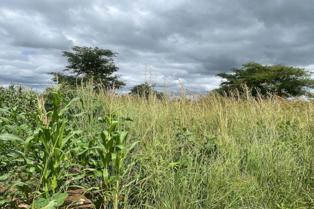 Residential vacant land for sale in Norton, Zimbabwe - 3ZB1738778 Residential vacant land for sale in Norton, Zimbabwe - 3ZB1738778