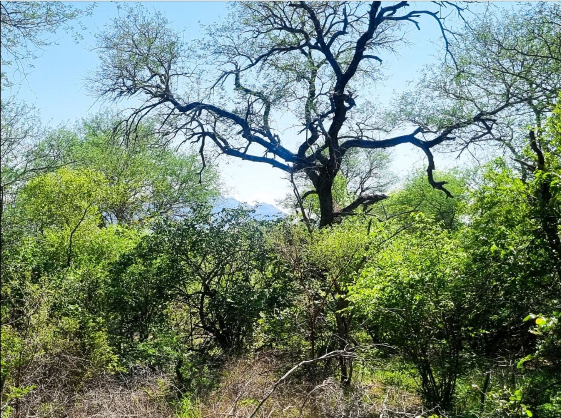 Vacant land for sale in Moditlo Nature Reserve - View 3