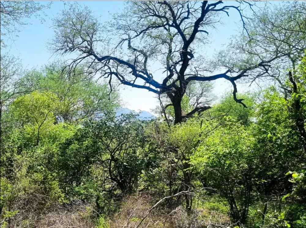 Vacant land for sale in Moditlo Nature Reserve - 1HS1738820