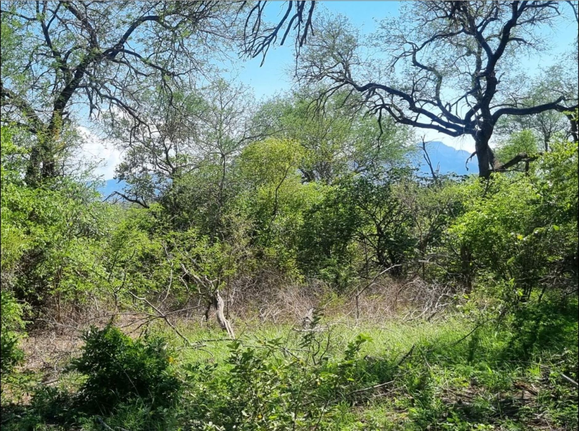 Vacant land for sale in Moditlo Nature Reserve - 1HS1738820