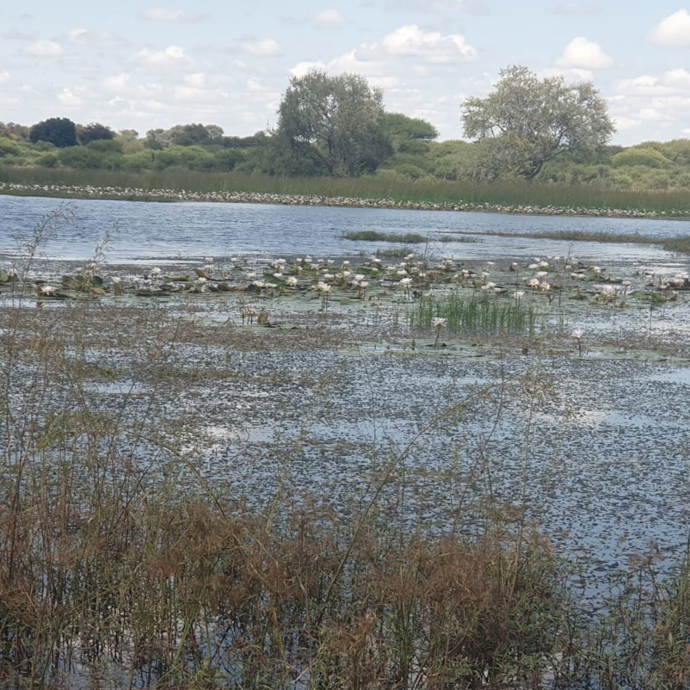Vacant land for sale in Maun, Botswana - 3BO1740795 Vacant land for sale in Maun, Botswana - 3BO1740795
