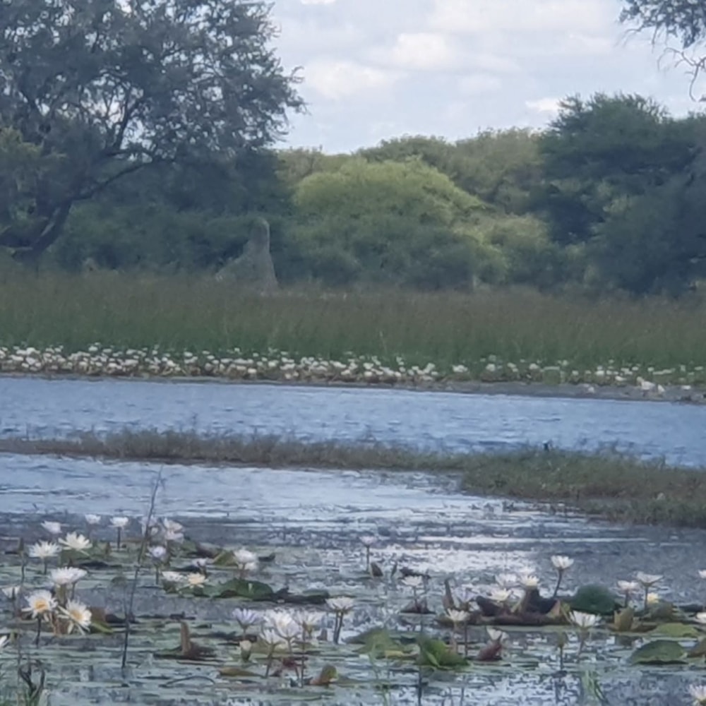Vacant land for sale in Maun, Botswana - 3BO1740795 Vacant land for sale in Maun, Botswana - 3BO1740795