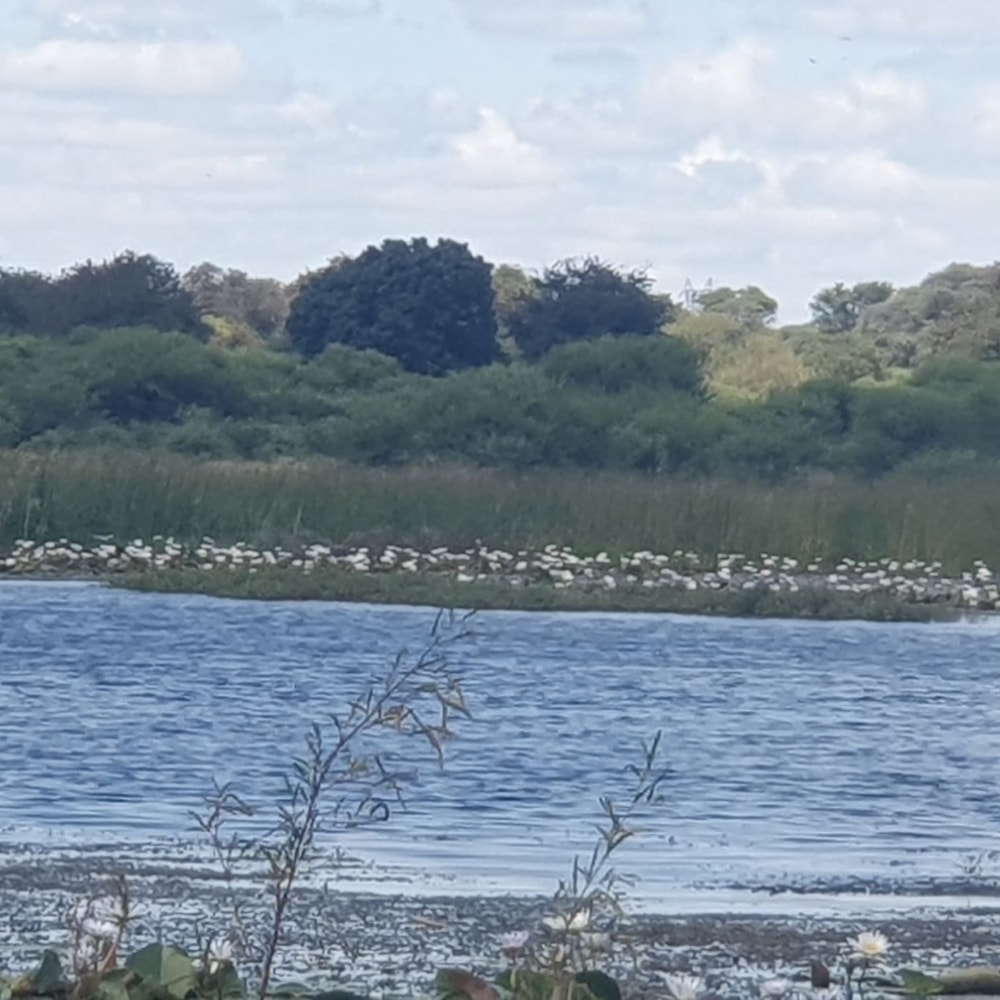 Vacant land for sale in Maun, Botswana - 3BO1740795 Vacant land for sale in Maun, Botswana - 3BO1740795