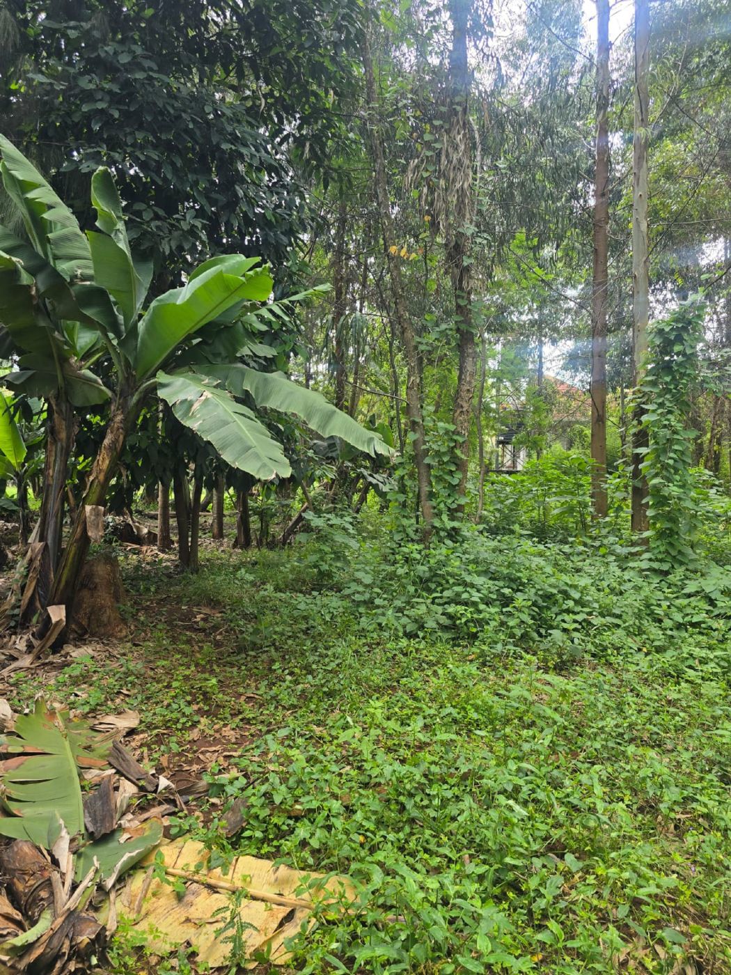 House for sale in Karen, Kenya - 3KE1739422