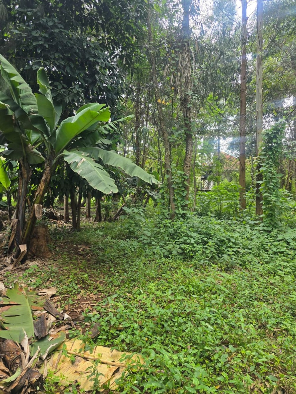 House for sale in Karen, Kenya - 3KE1739422 House for sale in Karen, Kenya - 3KE1739422