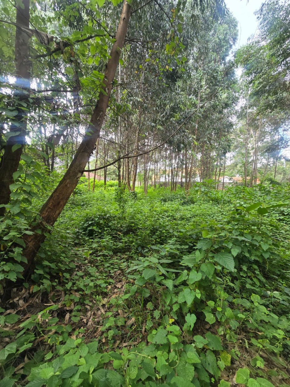 House for sale in Karen, Kenya - 3KE1739422 House for sale in Karen, Kenya - 3KE1739422