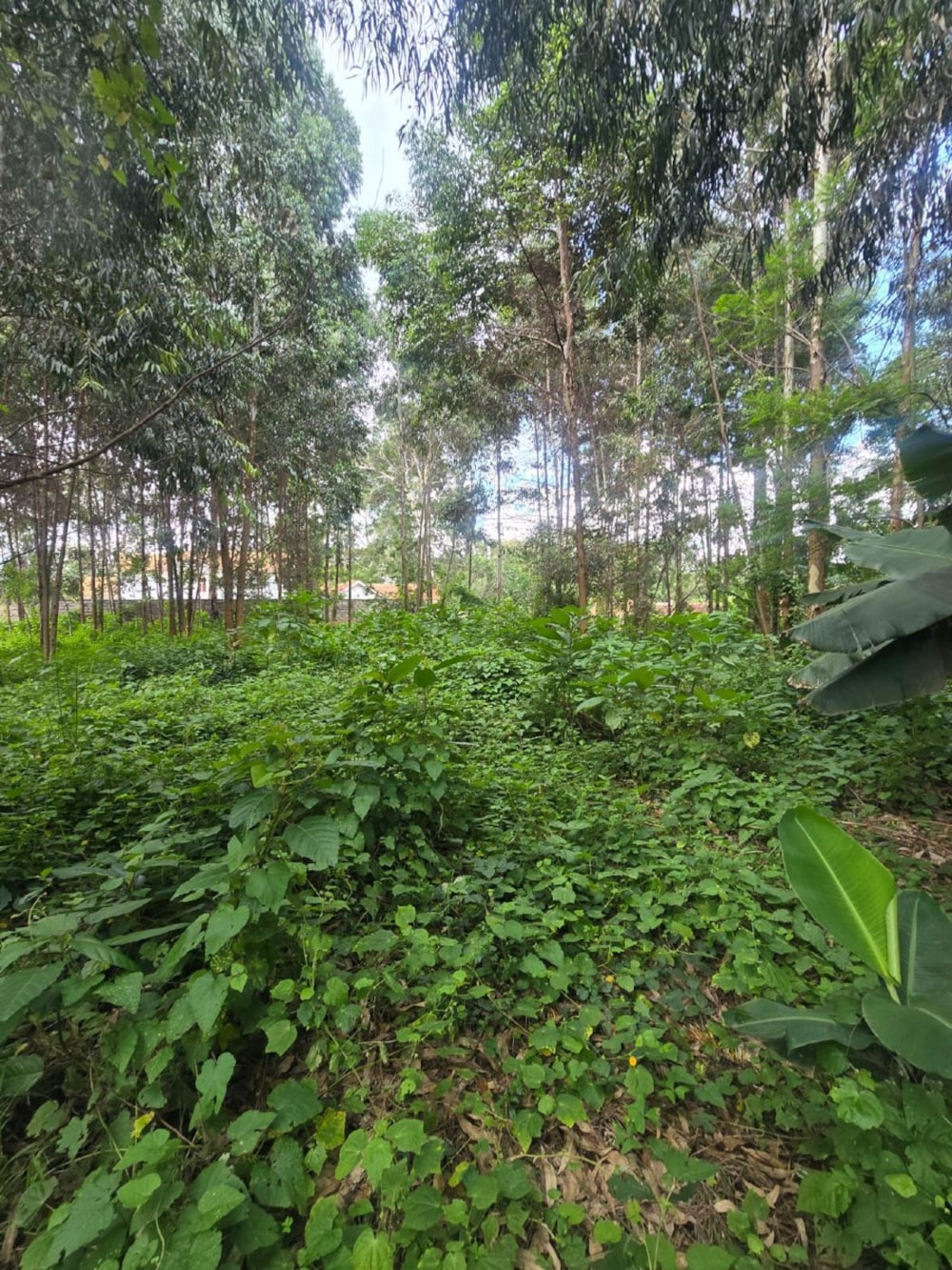 House for sale in Karen, Kenya - 3KE1739422 House for sale in Karen, Kenya - 3KE1739422