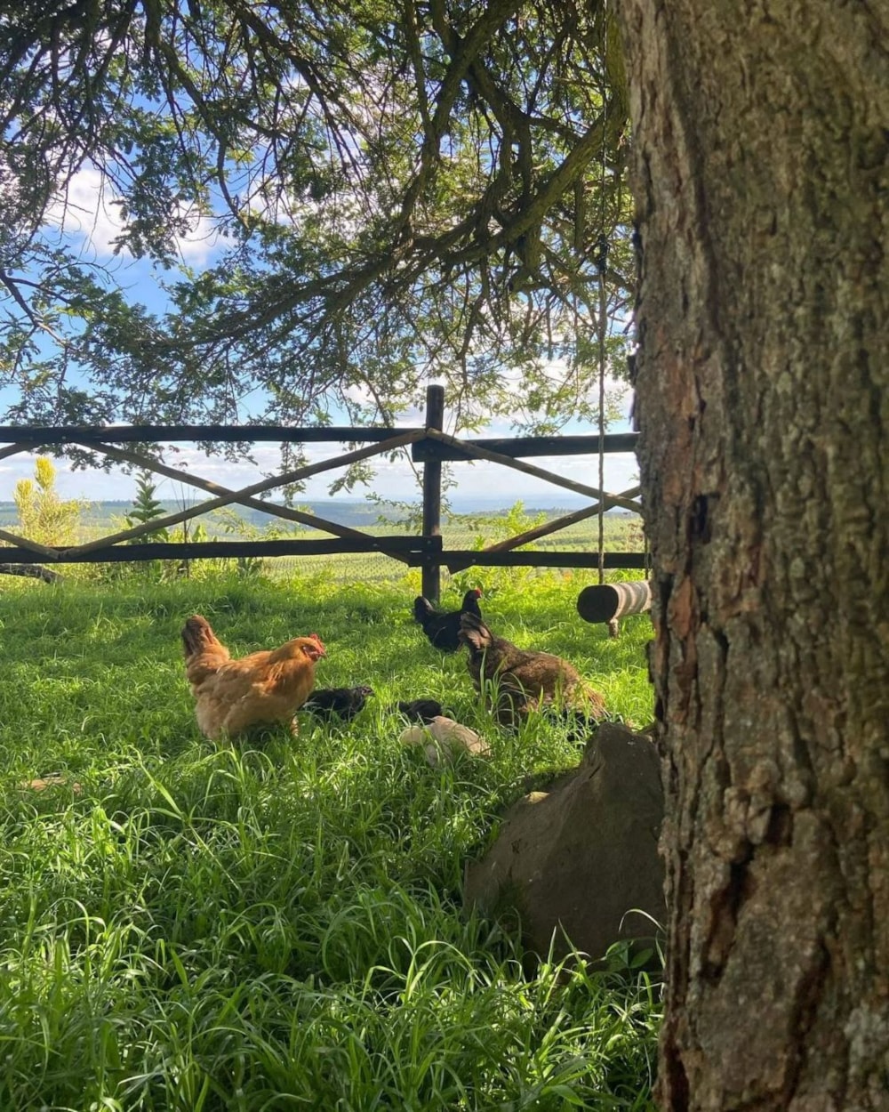 Smallholding for sale in Makhado (Louis Trichardt) - 1TA1739752 Smallholding for sale in Makhado (Louis Trichardt) - 1TA1739752