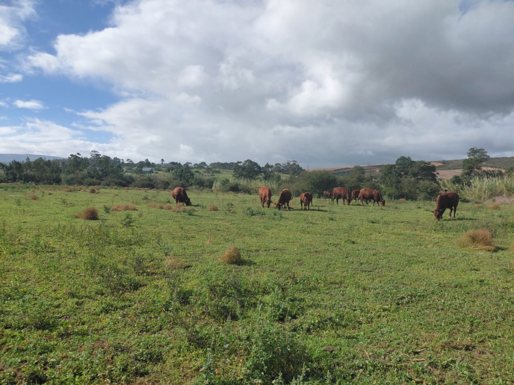 Farm vacant land for sale in Heidelberg, Garden Route - 1SR1740229 Farm vacant land for sale in Heidelberg, Garden Route - 1SR1740229