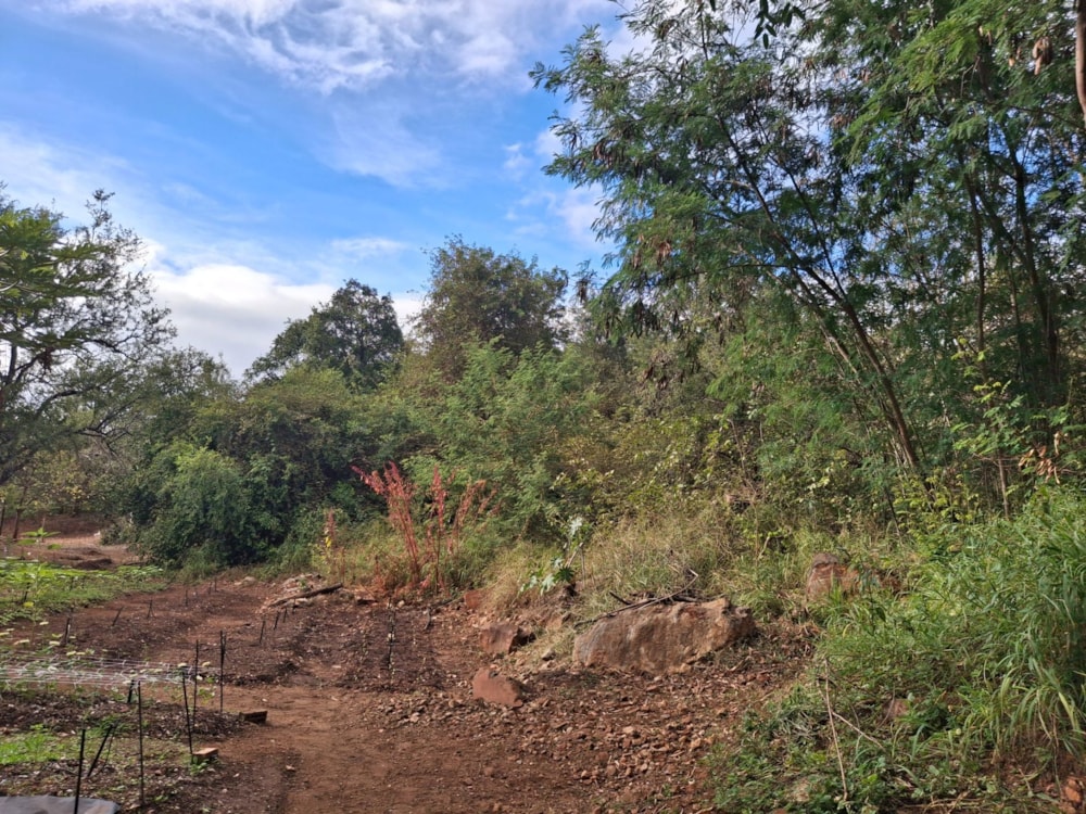 Residential vacant land for sale in Letsitele - 1TA1740639
