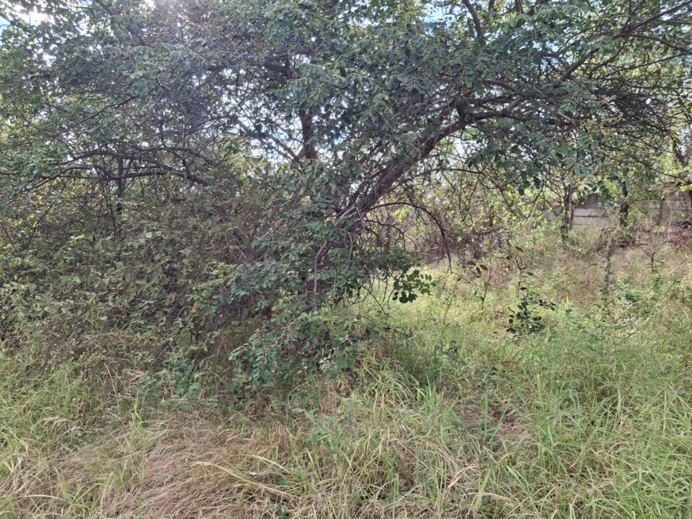 Residential vacant land for sale in Letsitele - 1TA1740639