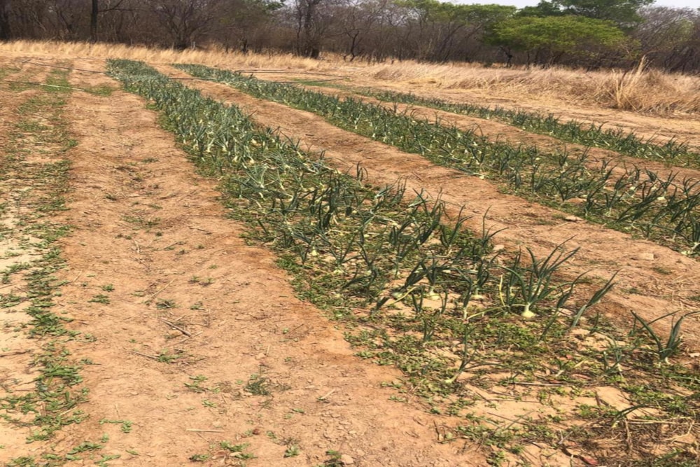 Mixed use farm for sale in Mashonaland West, Zimbabwe - 3ZB1740690 Mixed use farm for sale in Mashonaland West, Zimbabwe - 3ZB1740690