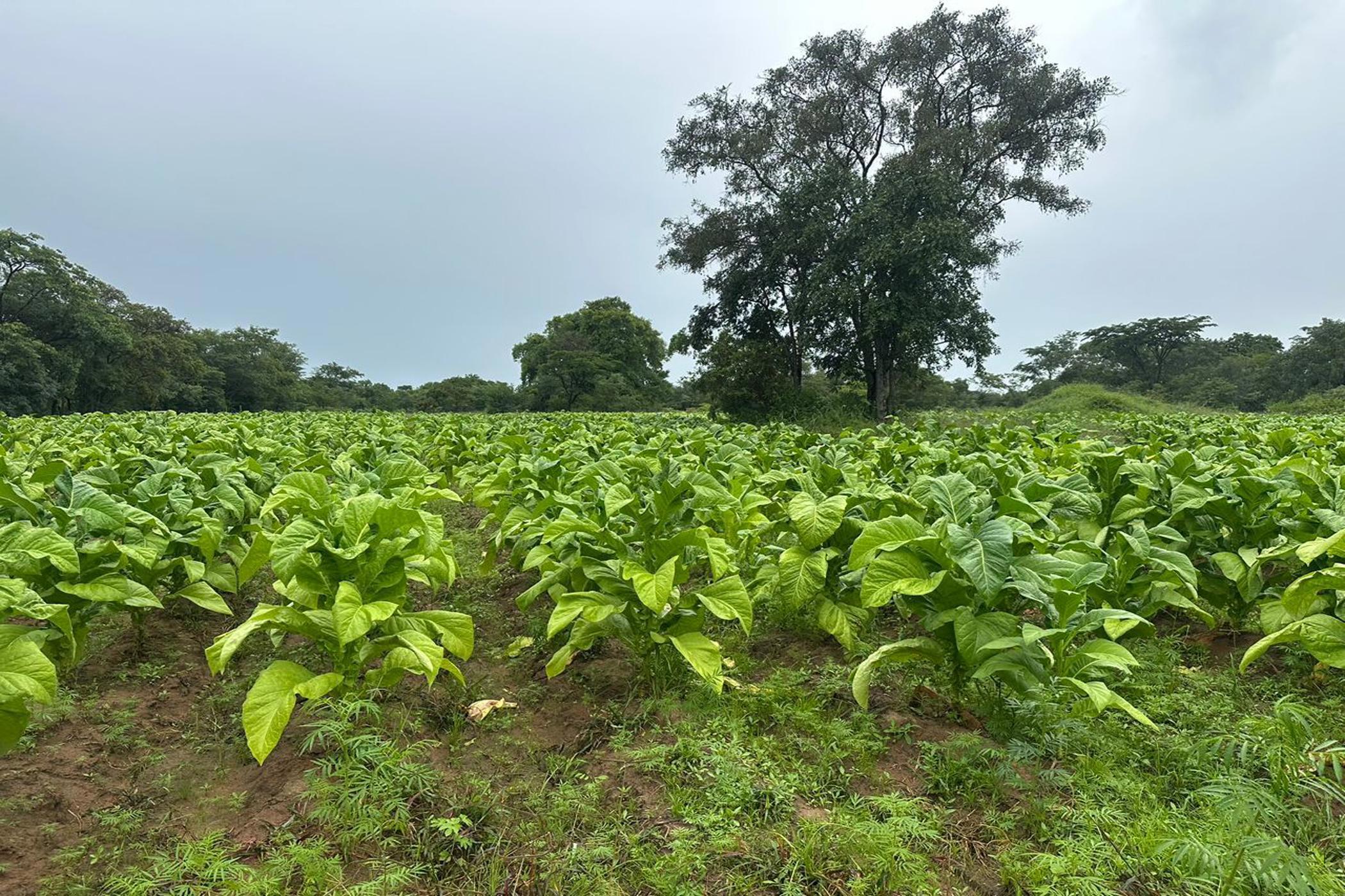 Mixed use farm for sale in Mashonaland West, Zimbabwe - 3ZB1740690
