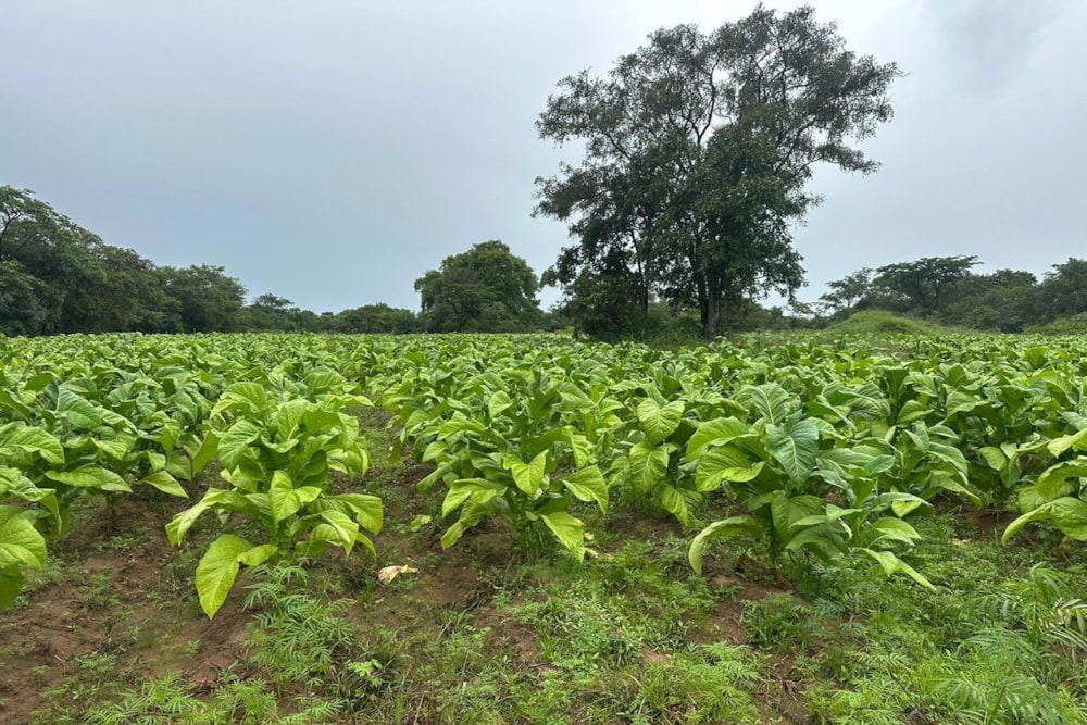 Mixed use farm for sale in Mashonaland West, Zimbabwe - 3ZB1740690 Mixed use farm for sale in Mashonaland West, Zimbabwe - 3ZB1740690