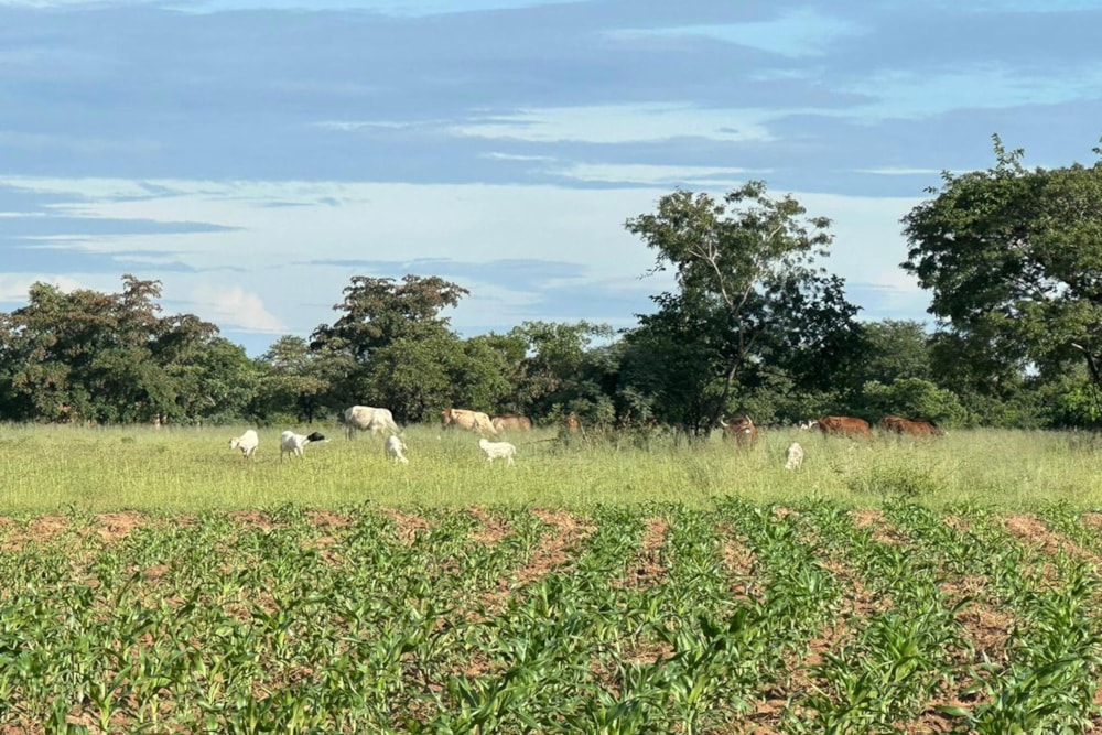 Mixed use farm for sale in Mashonaland West, Zimbabwe - 3ZB1740690 Mixed use farm for sale in Mashonaland West, Zimbabwe - 3ZB1740690