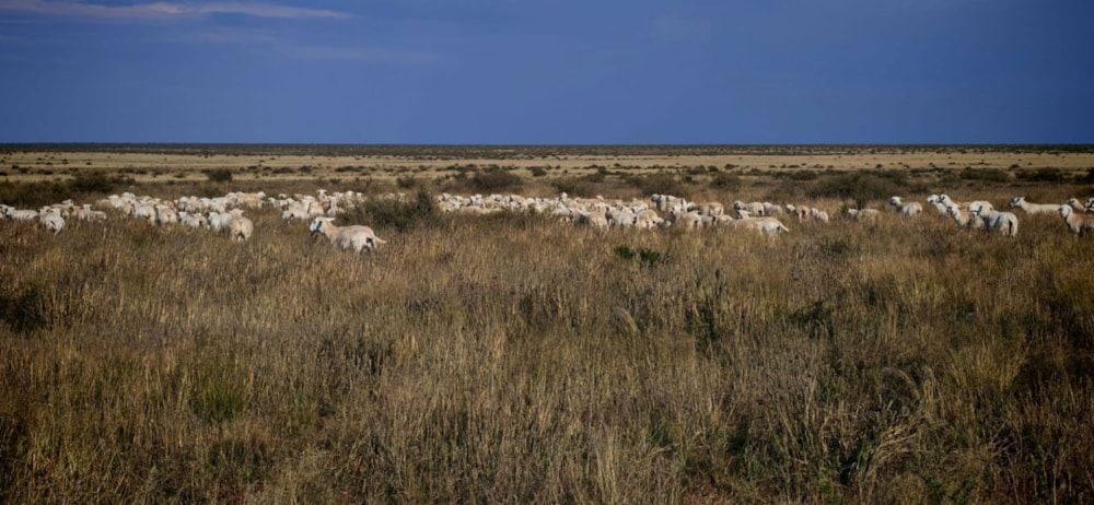 Livestock farm for sale in Marydale - 1KAH1740962