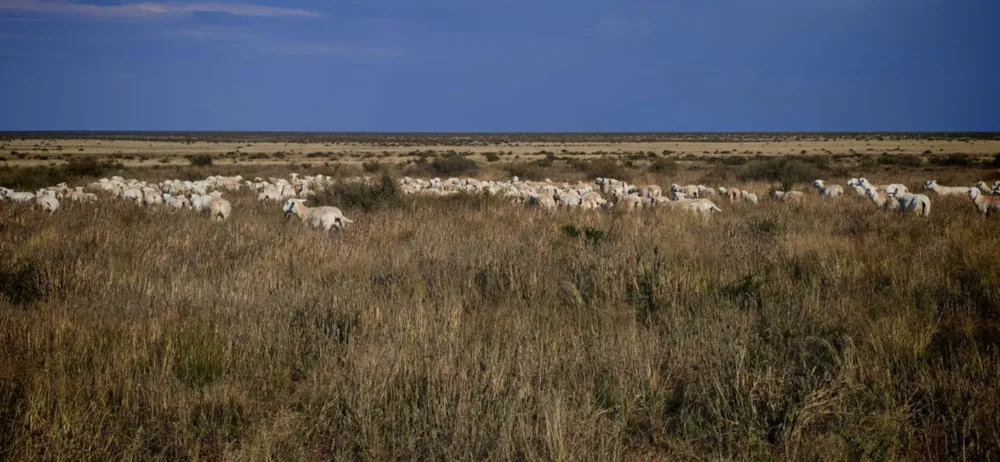 Livestock farm for sale in Marydale - 1KAH1740962 Livestock farm for sale in Marydale - 1KAH1740962