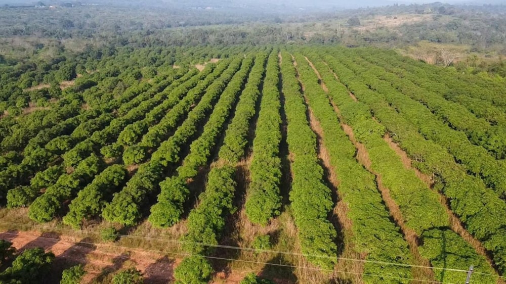 Mango farm for sale in Tzaneen, Limpopo Province - 1TA1741071