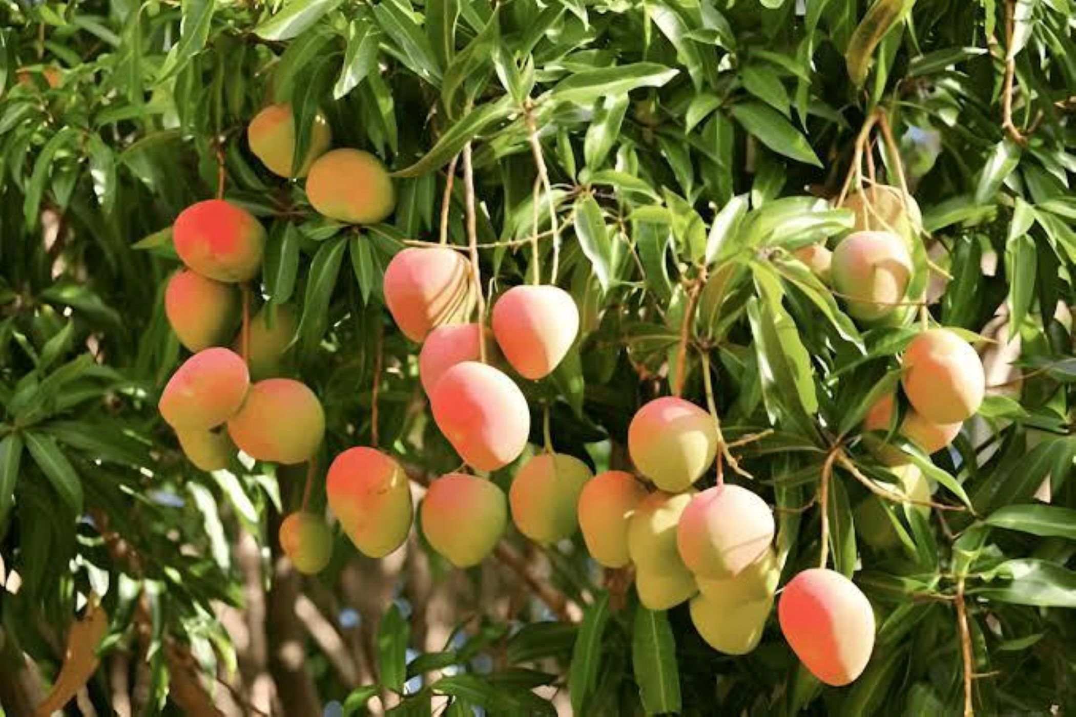 Mango farm for sale in Tzaneen, Limpopo Province - 1TA1741071