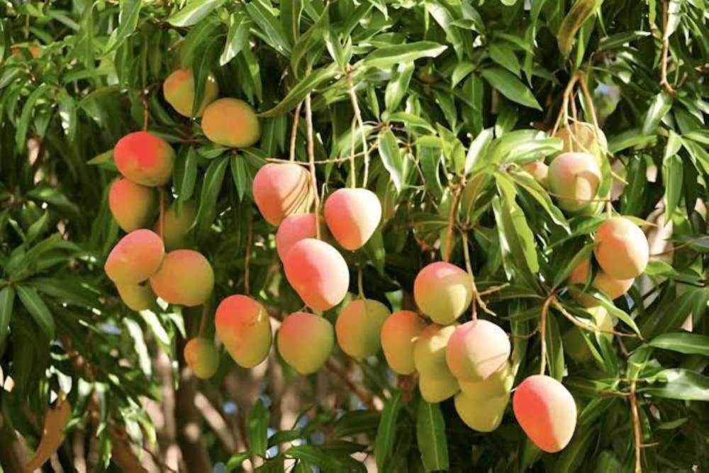 Mango farm for sale in Tzaneen, Limpopo Province - 1TA1741071