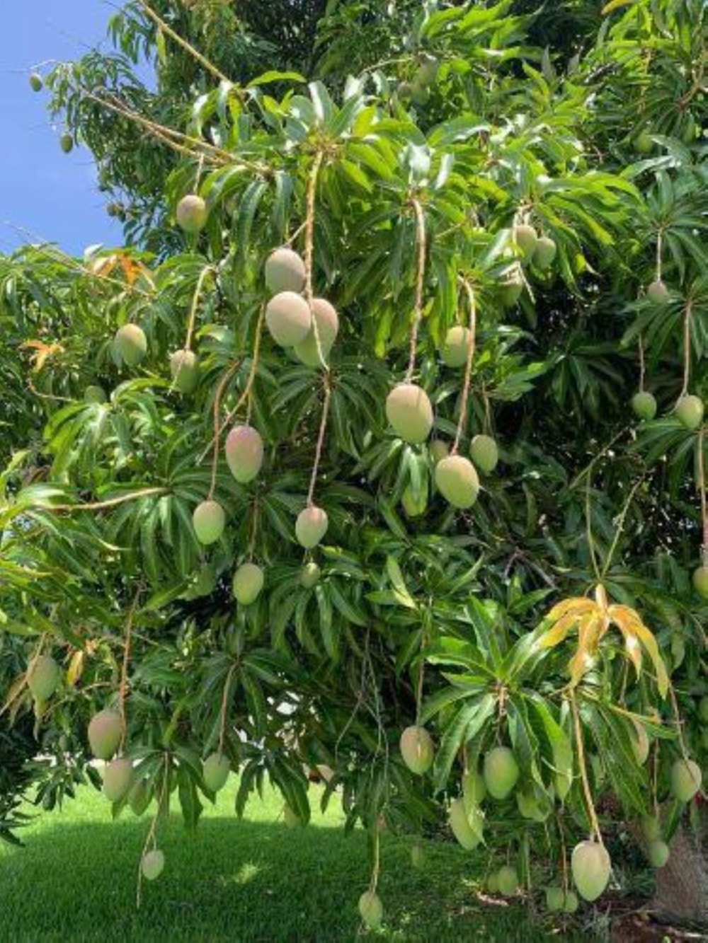Mango farm for sale in Tzaneen, Limpopo Province - 1TA1741071