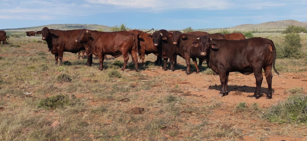 Livestock farm for sale in Kalahari, Northern Cape - 1KAH1741204