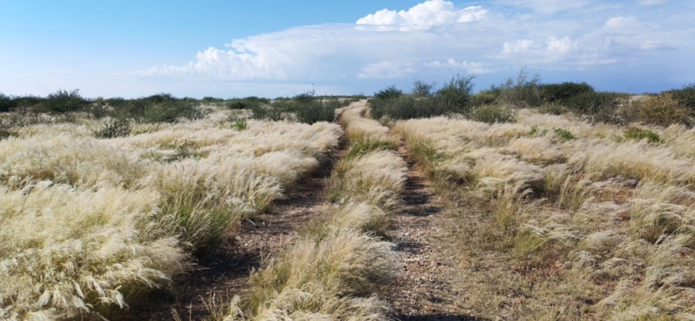 Livestock farm for sale in Kalahari, Northern Cape - 1KAH1741204