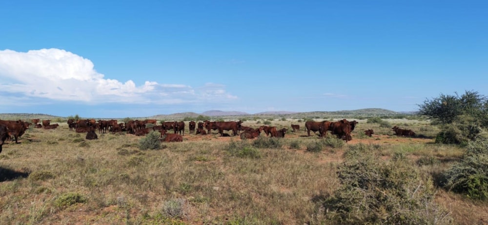 Livestock farm for sale in Kalahari, Northern Cape - 1KAH1741204