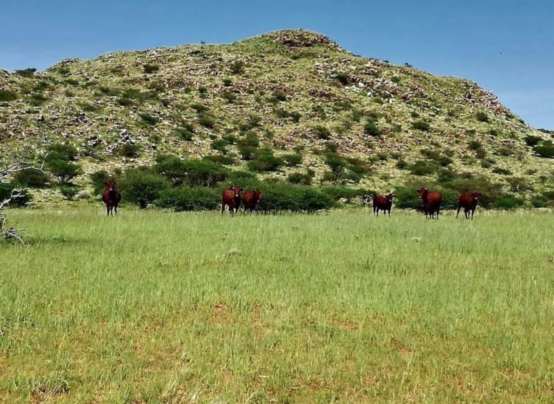 Livestock farm for sale in Groblershoop - 1KAH1741204