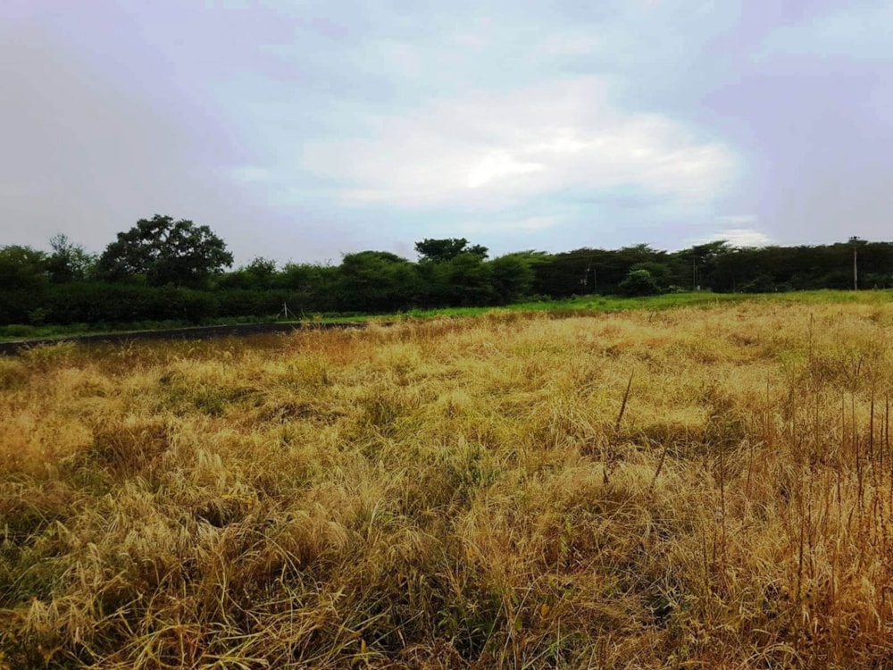 Vacant land for sale in Chobe District, Botswana - 3BO1741473 Vacant land for sale in Chobe District, Botswana - 3BO1741473