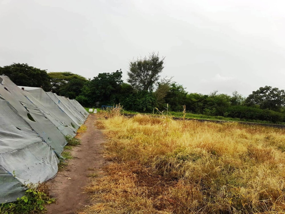Vacant land for sale in Chobe District, Botswana - 3BO1741473 Vacant land for sale in Chobe District, Botswana - 3BO1741473