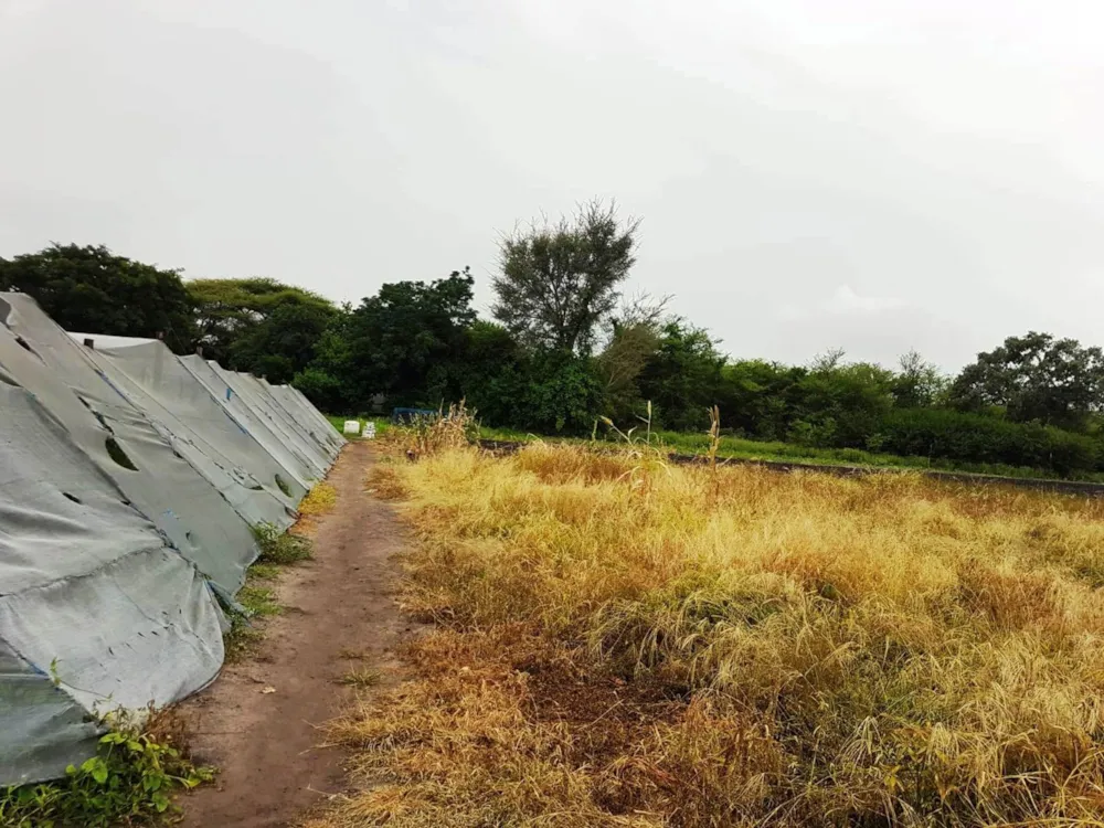 Vacant land for sale in Chobe District, Botswana - 3BO1741473 Vacant land for sale in Chobe District, Botswana - 3BO1741473