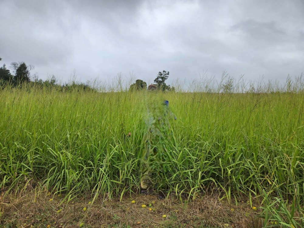 Mixed use farm for sale in Dullstroom - 1DS1740705 Mixed use farm for sale in Dullstroom - 1DS1740705