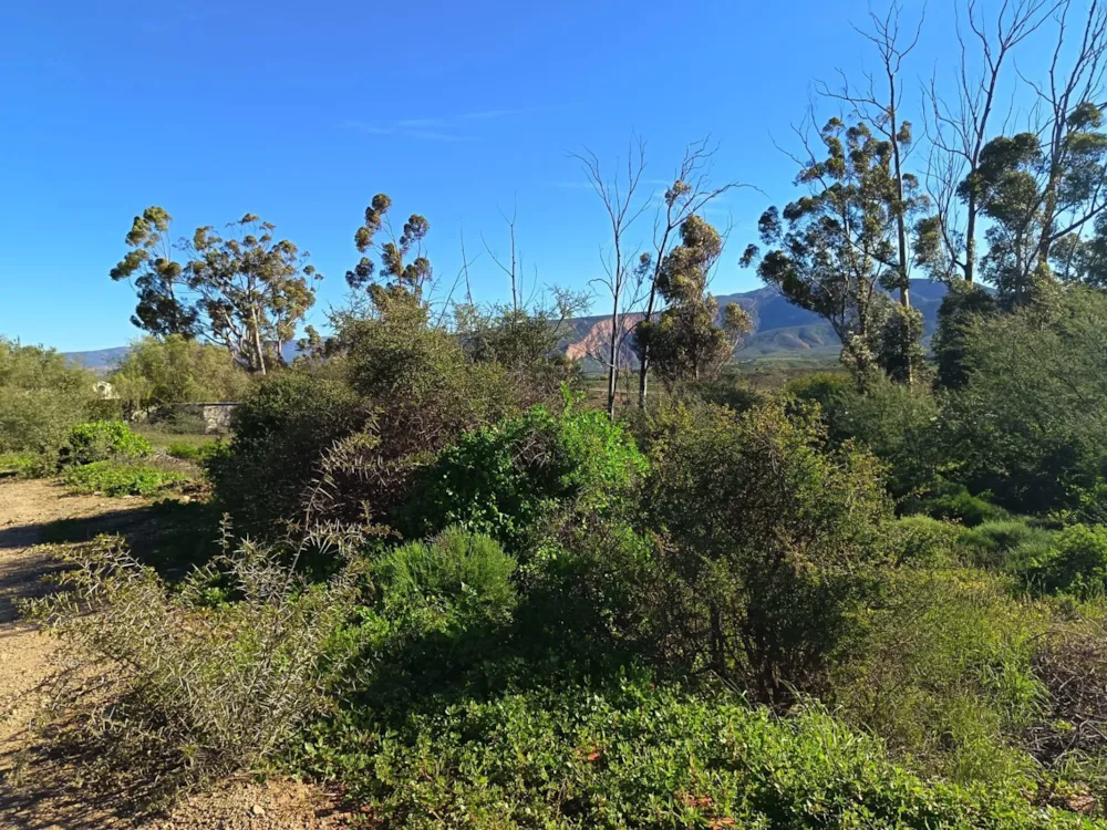 Vacant land for sale in Calitzdorp - 1OU1742965 Vacant land for sale in Calitzdorp - 1OU1742965