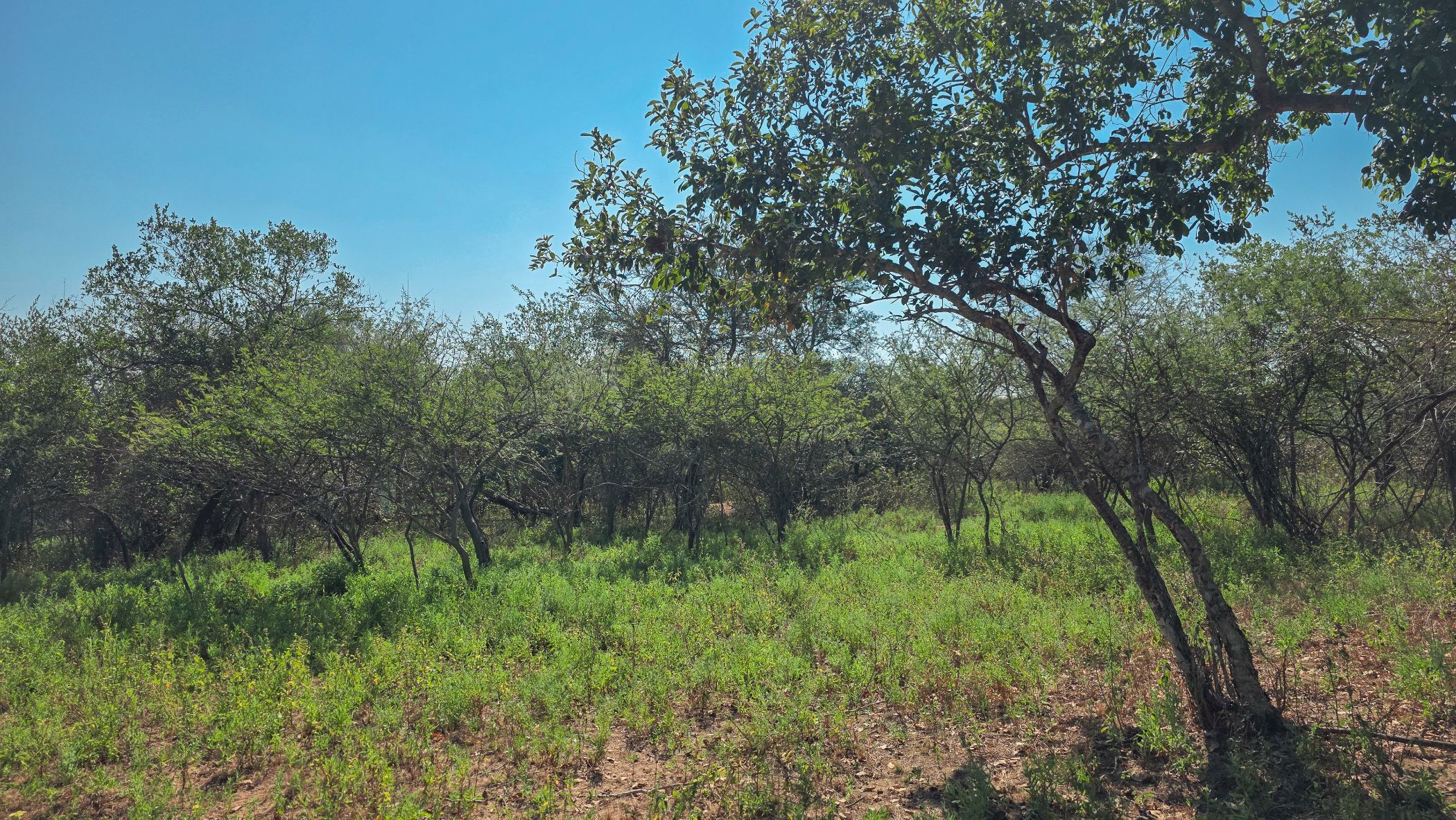 Vacant land for sale in Marloth Park - 1NK1744498
