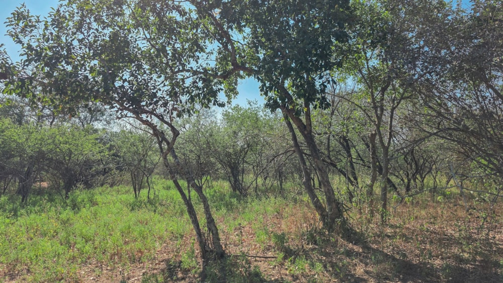 Vacant land for sale in Marloth Park - 1NK1744498