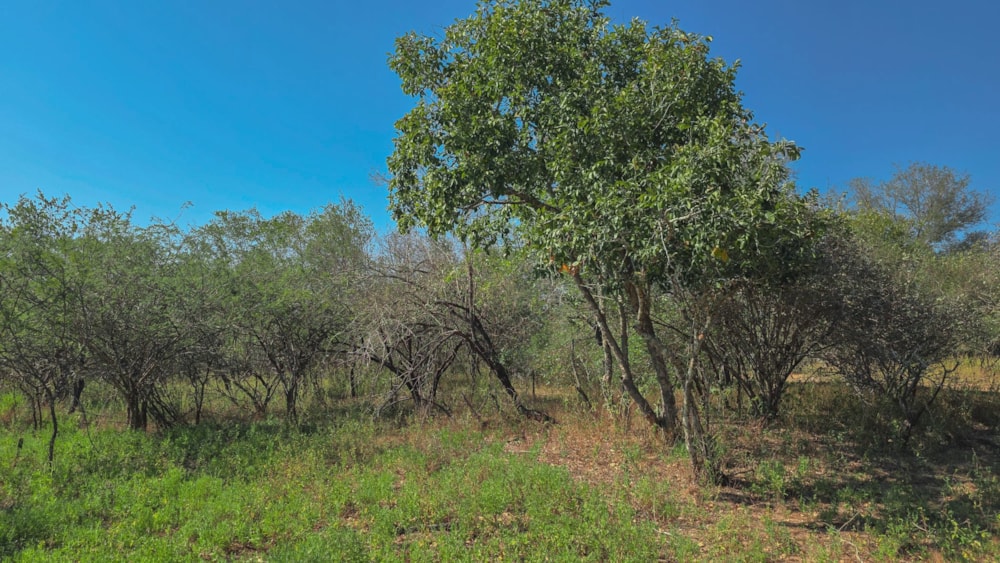 Vacant land for sale in Marloth Park - 1NK1744498