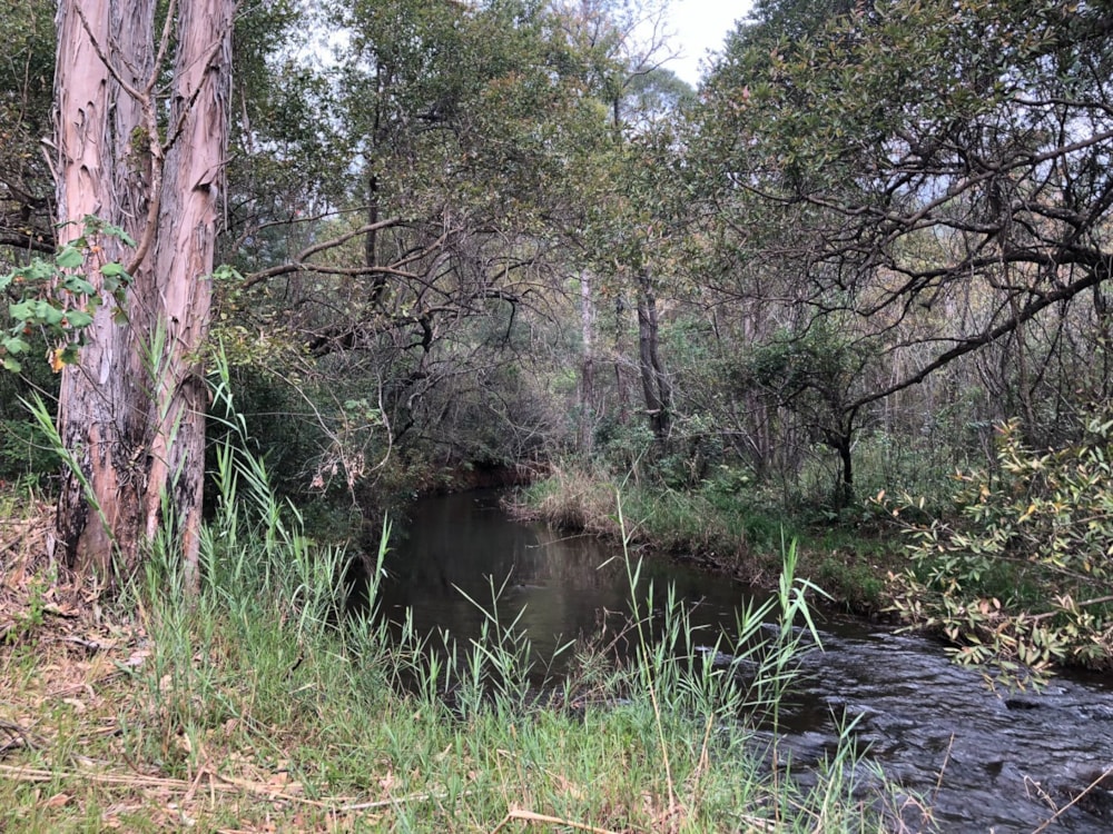 Mixed use farm for sale in Mbombela Rural (Nelspruit Rural) - 1NS1742860