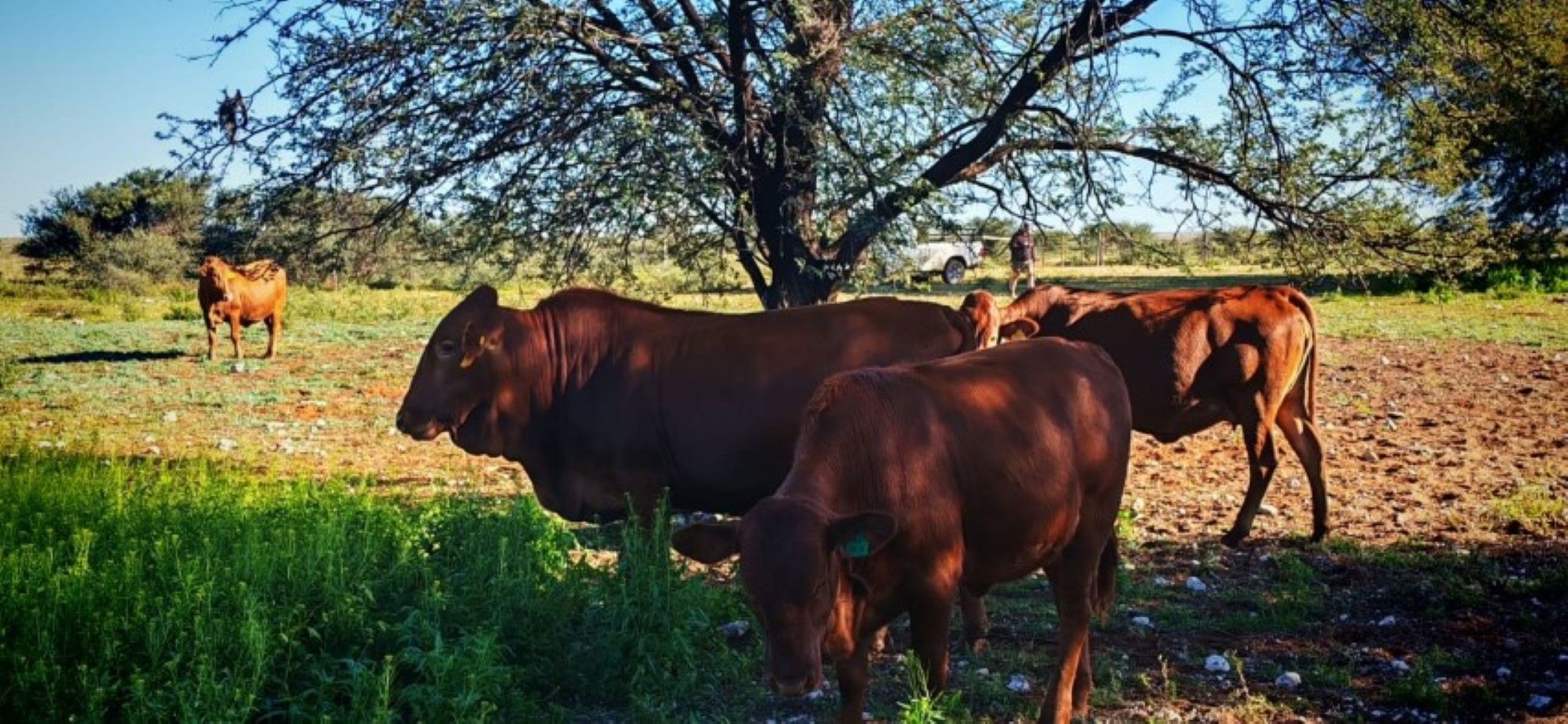 Livestock farm for sale in Douglas Rural - 1KJ1738915