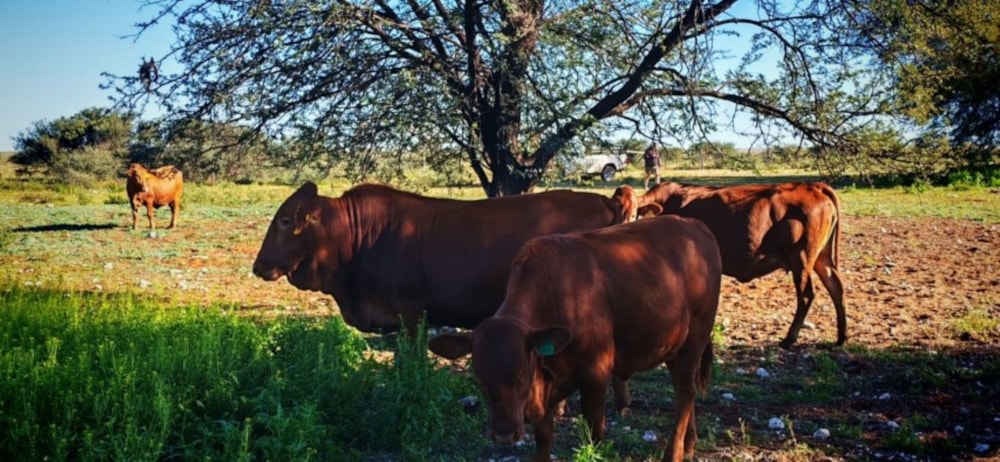 Livestock farm for sale in Douglas Rural - 1KJ1738915 Livestock farm for sale in Douglas Rural - 1KJ1738915